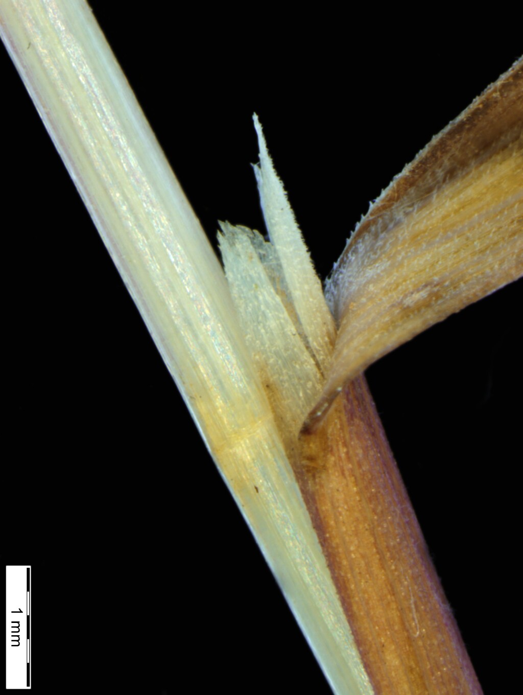 Agrostis bettyae (hero image)