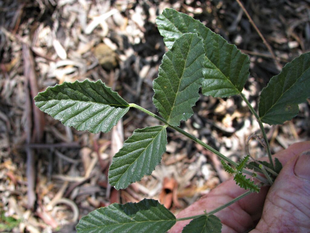 Cullen australasicum (hero image)