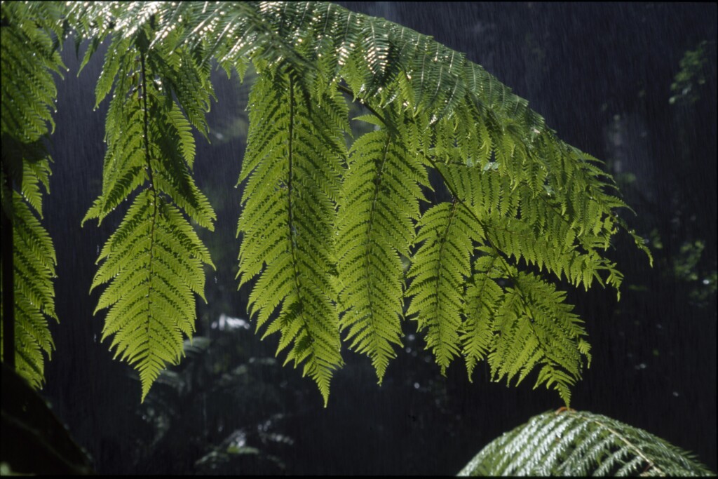 Cyathea cooperi (hero image)