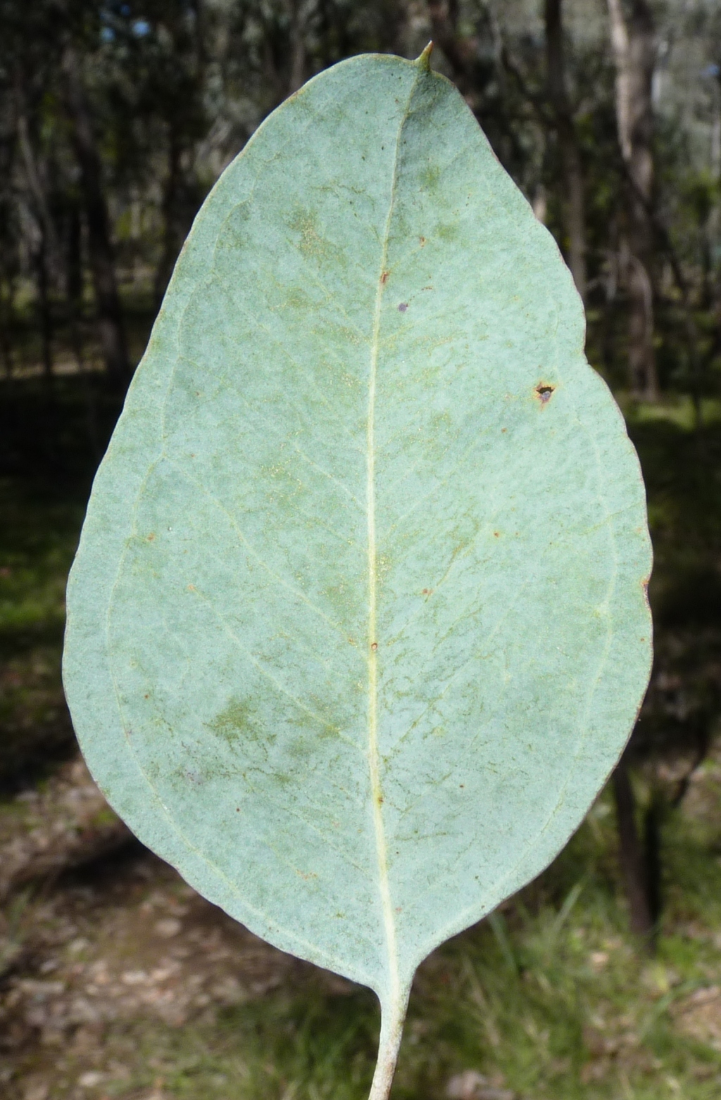 Eucalyptus albens (hero image)