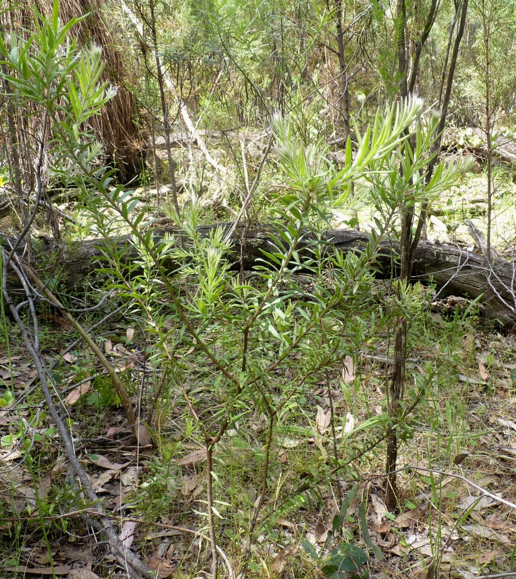 Grevillea jephcottii (hero image)