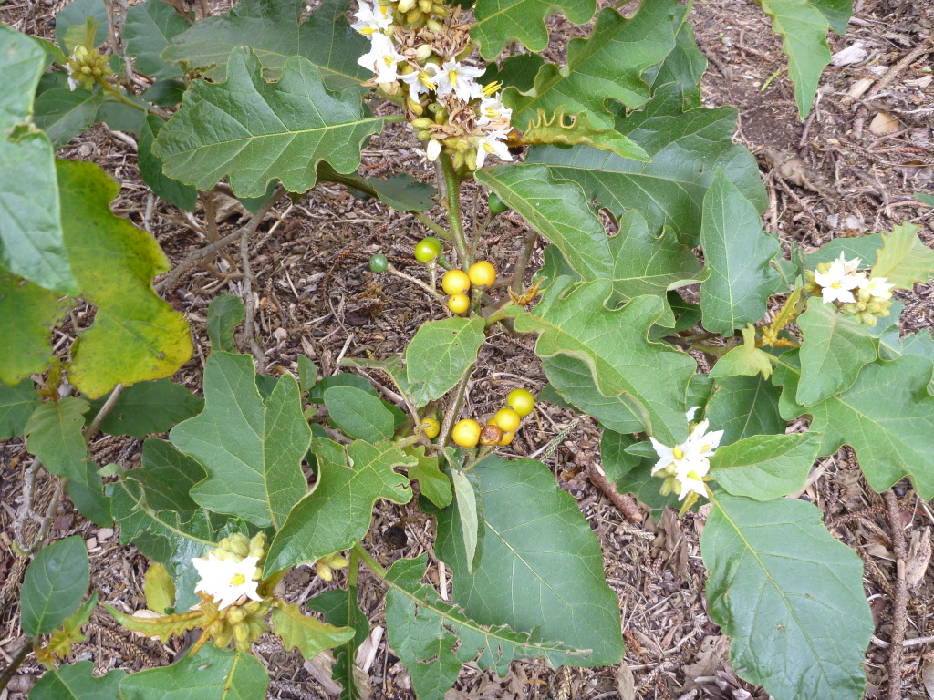 Solanum chrysotrichum (hero image)