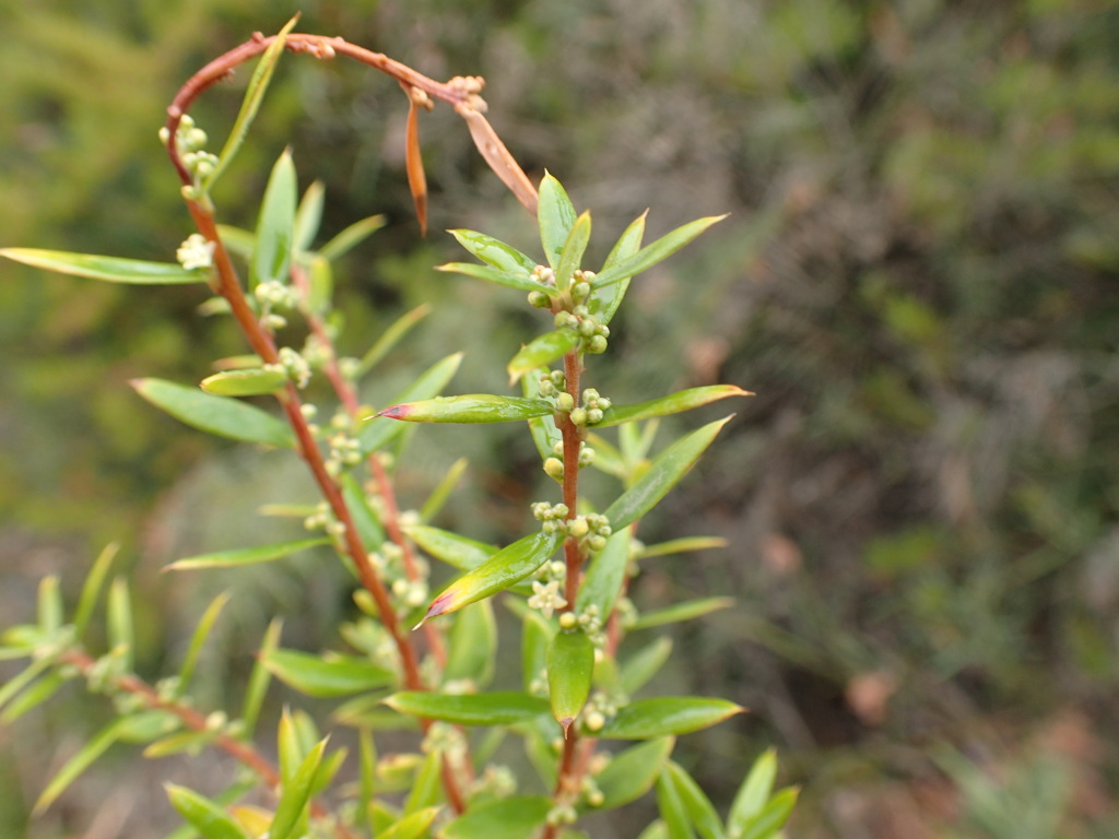 Monotoca glauca (hero image)