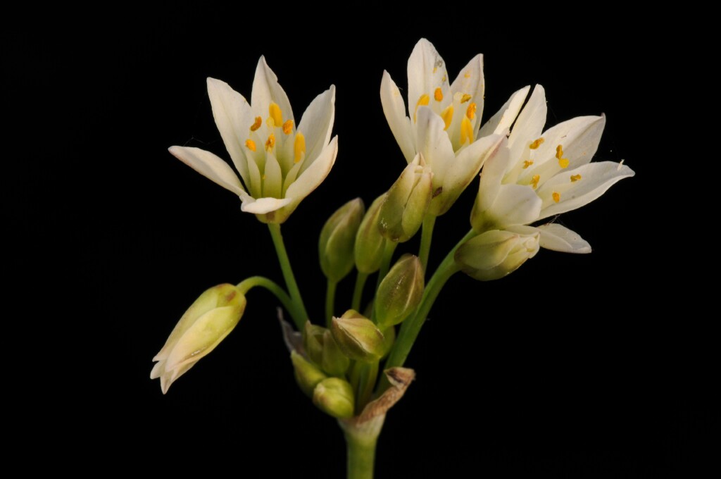 Nothoscordum borbonicum (hero image)