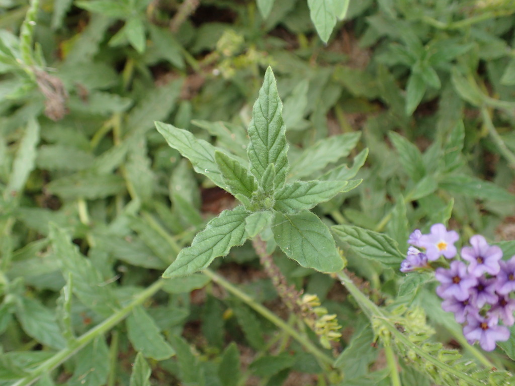 Heliotropium amplexicaule (hero image)