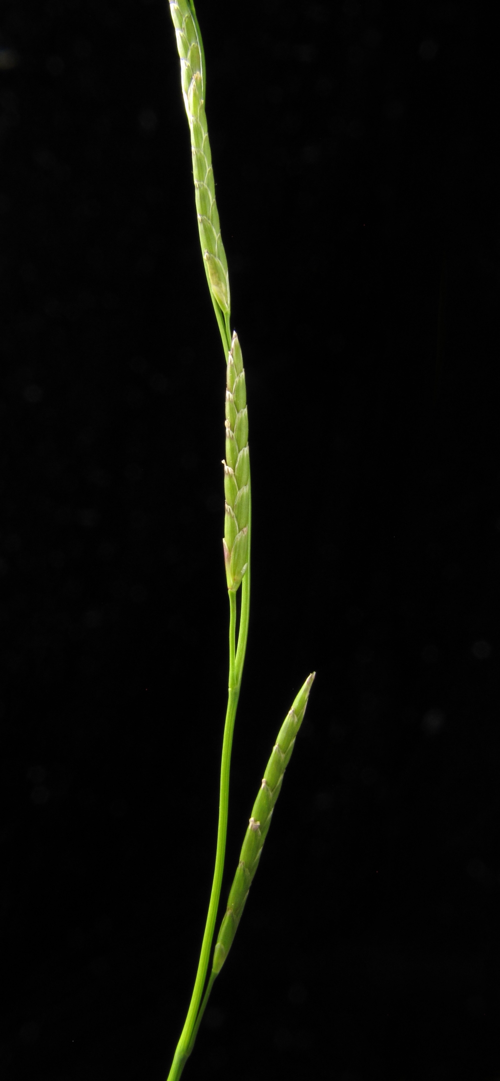 Glyceria declinata (hero image)