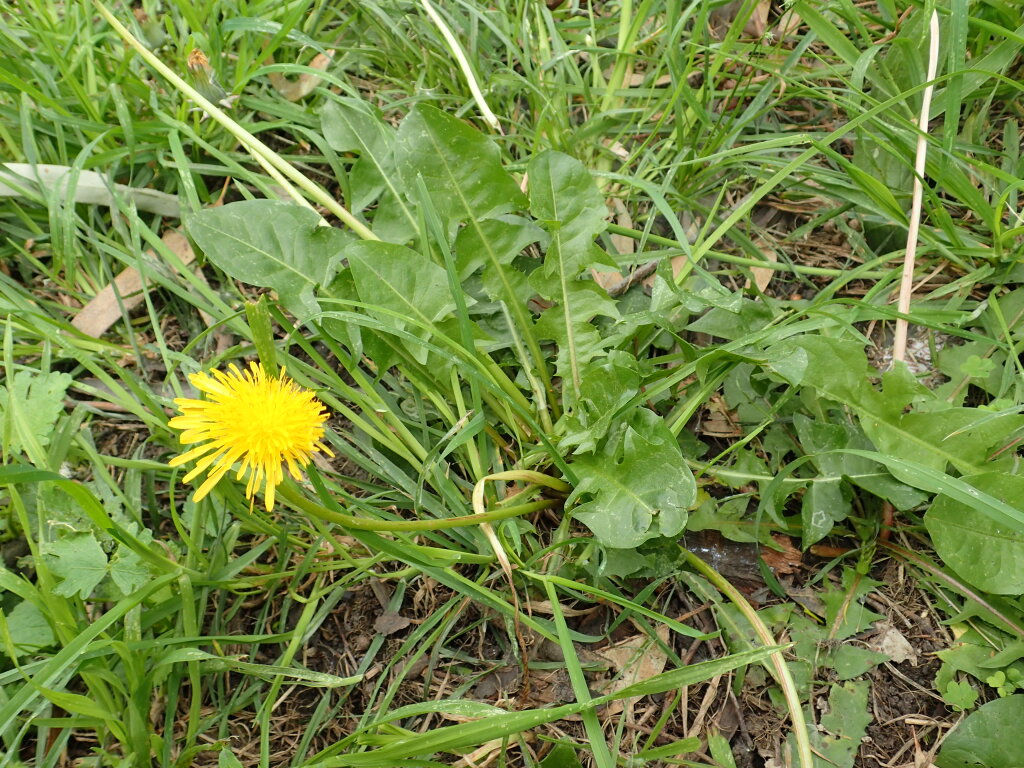 Taraxacum skanderbegii (hero image)