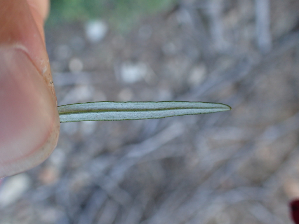 Ozothamnus conditus (hero image)