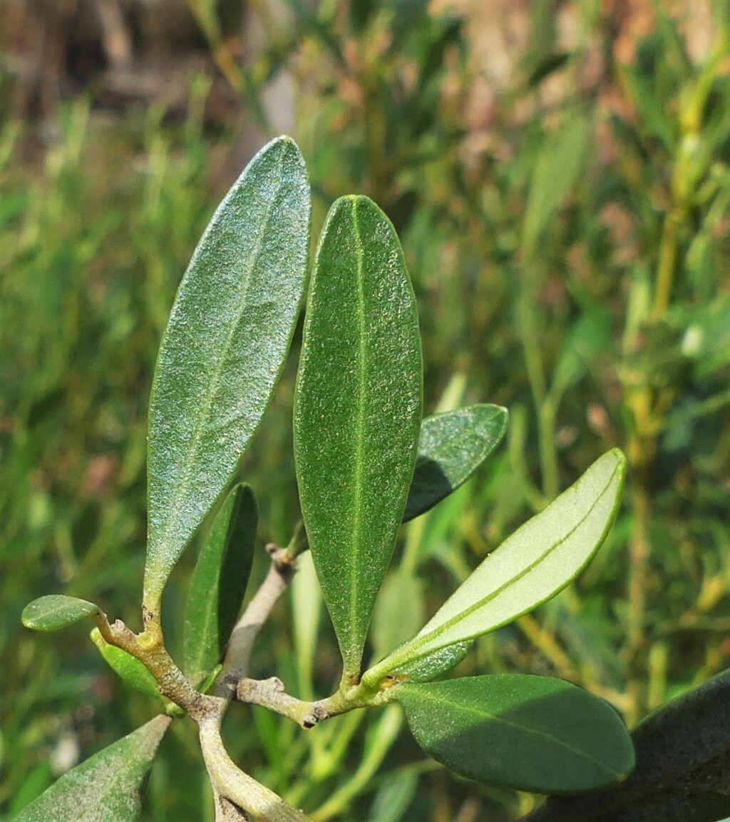 Beyeria viscosa (hero image)