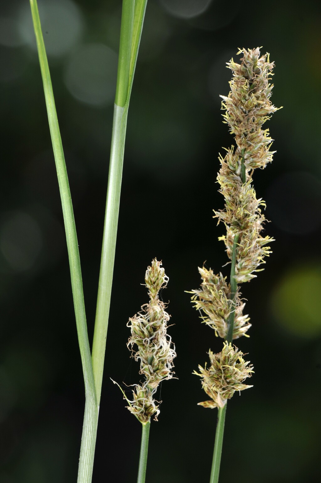 Carex tereticaulis (hero image)