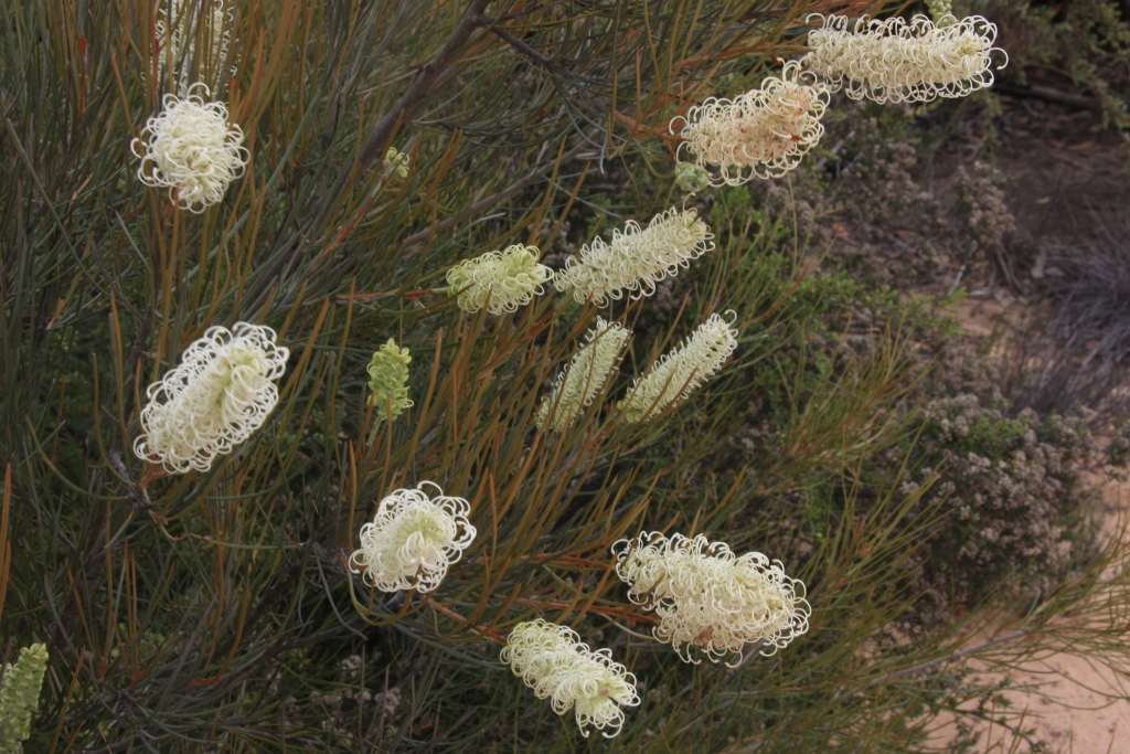 Grevillea pterosperma (hero image)