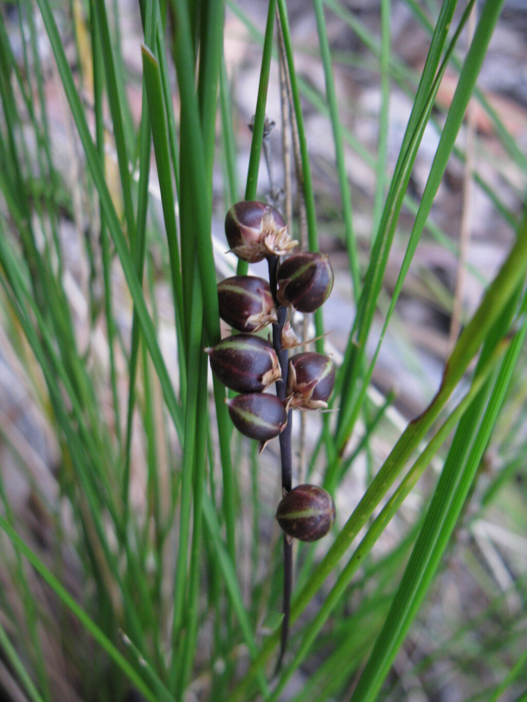 Lomandra confertifolia subsp. leptostachya (hero image)