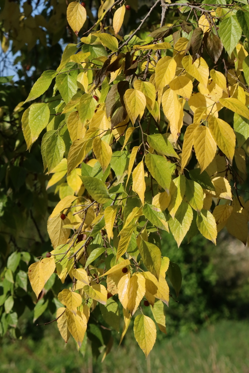 Cannabaceae (hero image)