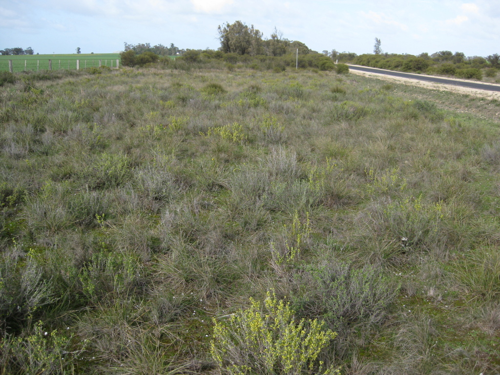 Pimelea spinescens subsp. pubiflora (hero image)