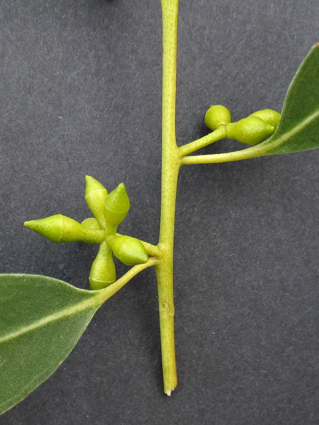 Eucalyptus viminalis subsp. cygnetensis (hero image)