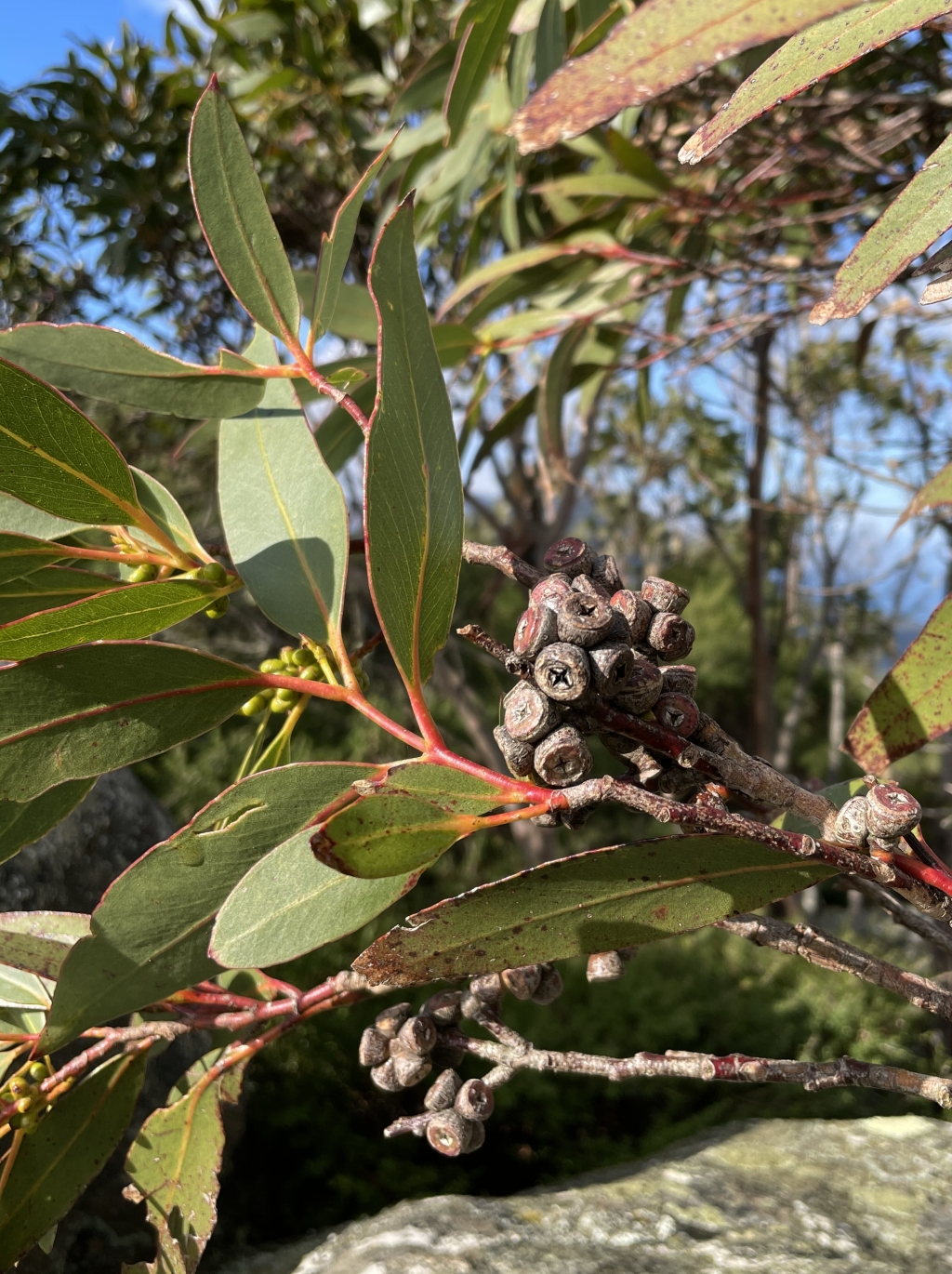 Eucalyptus kitsoniana (hero image)