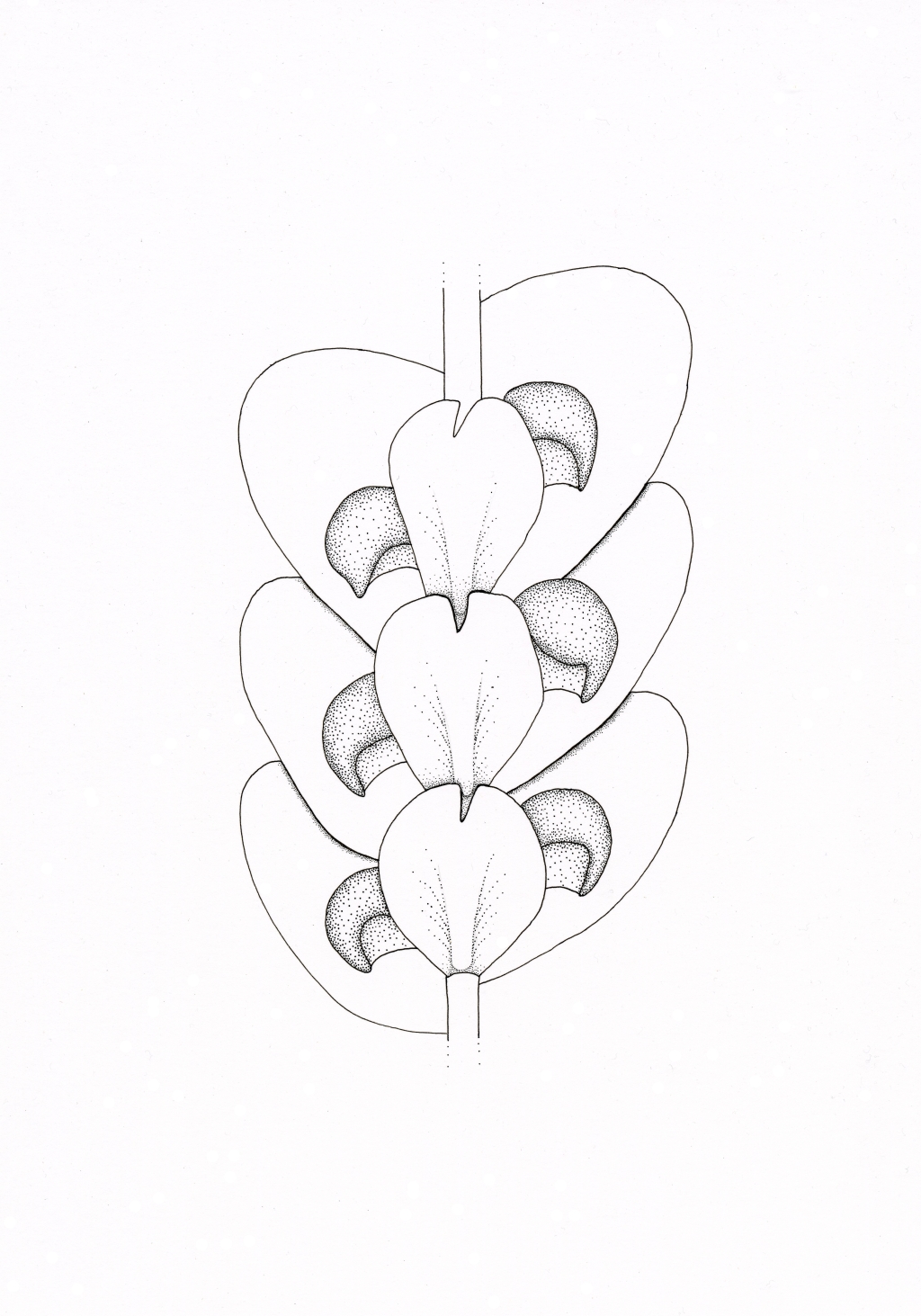 Frullaniaceae (hero image)
