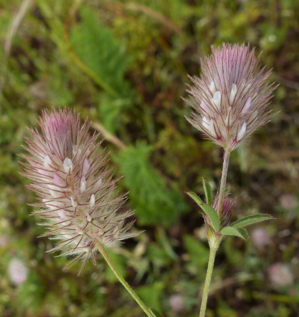 Trifolium arvense (hero image)