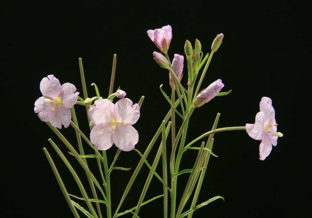 Epilobium pallidiflorum (hero image)