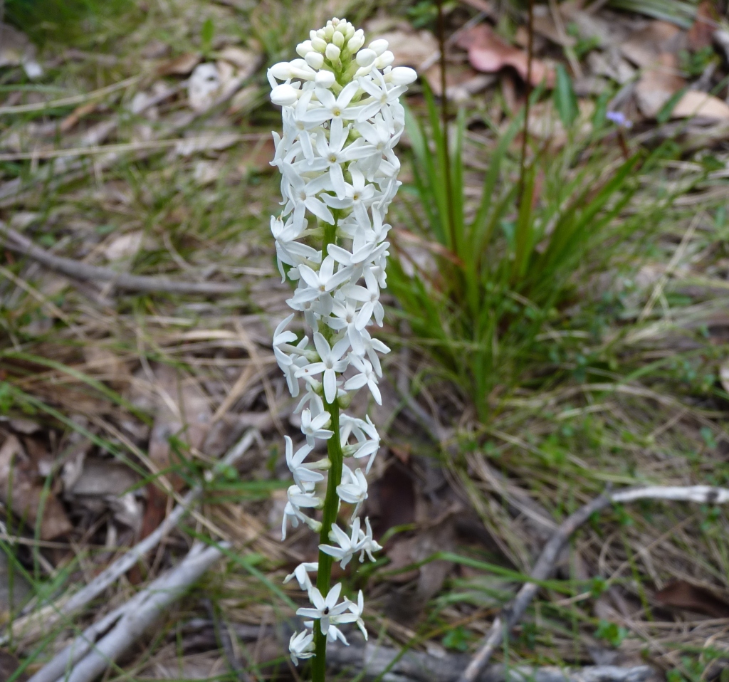 Stackhousia monogyna (hero image)