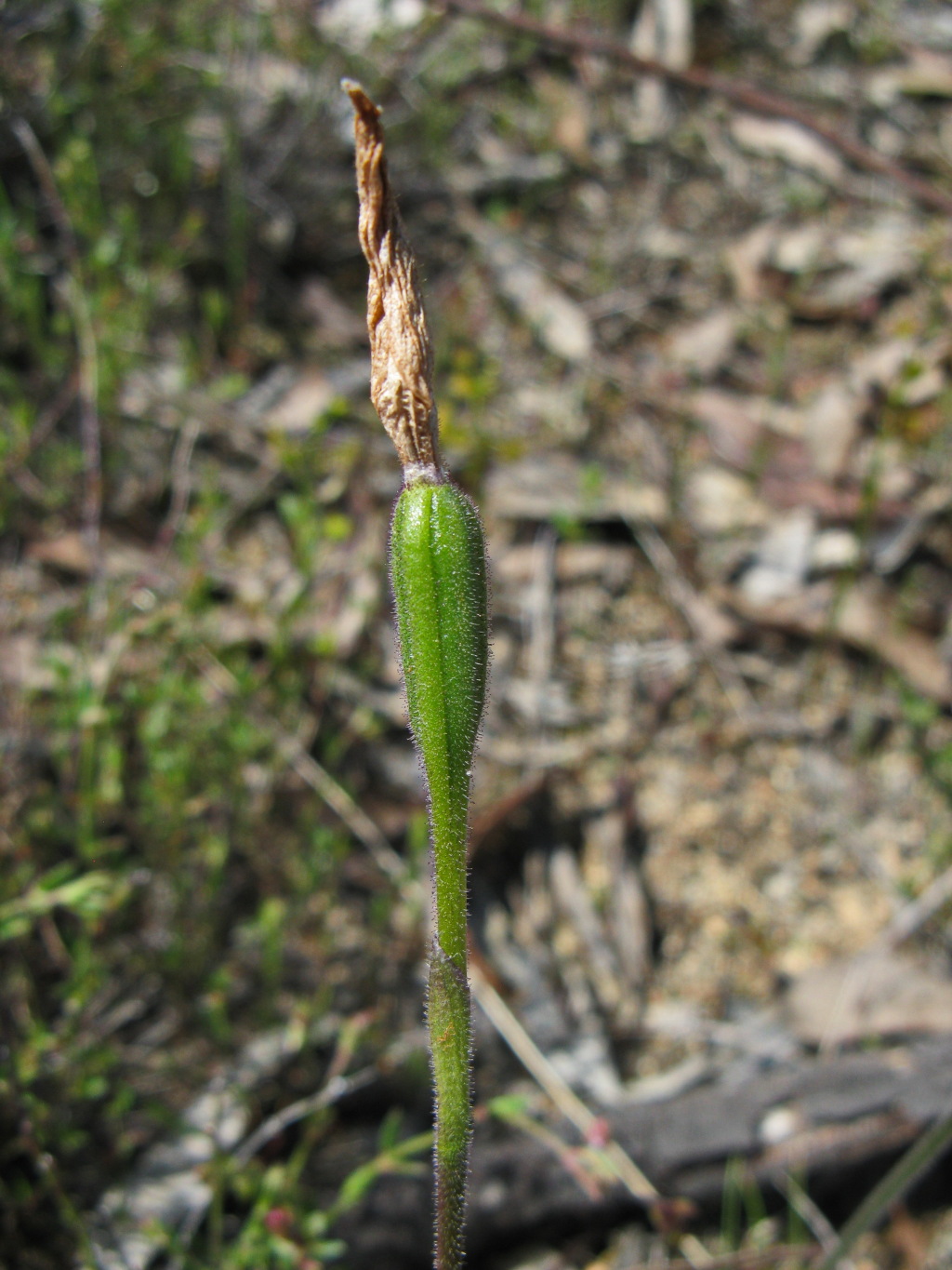 Glossodia (hero image)