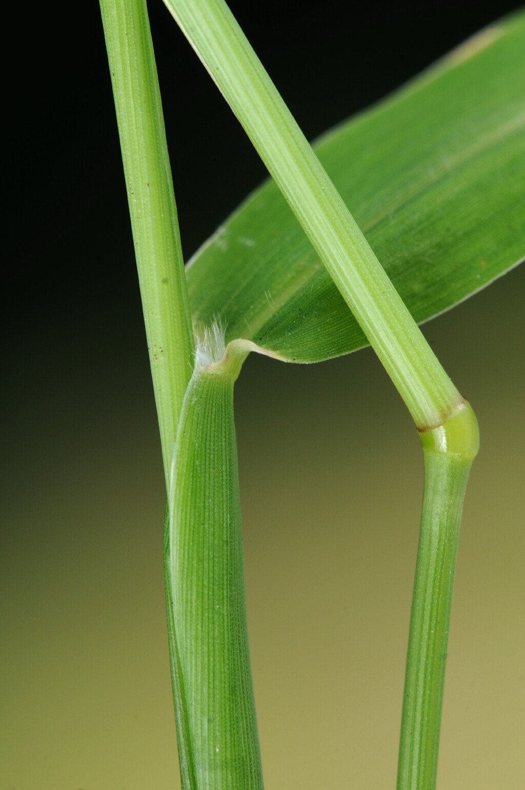 Setaria verticillata (hero image)