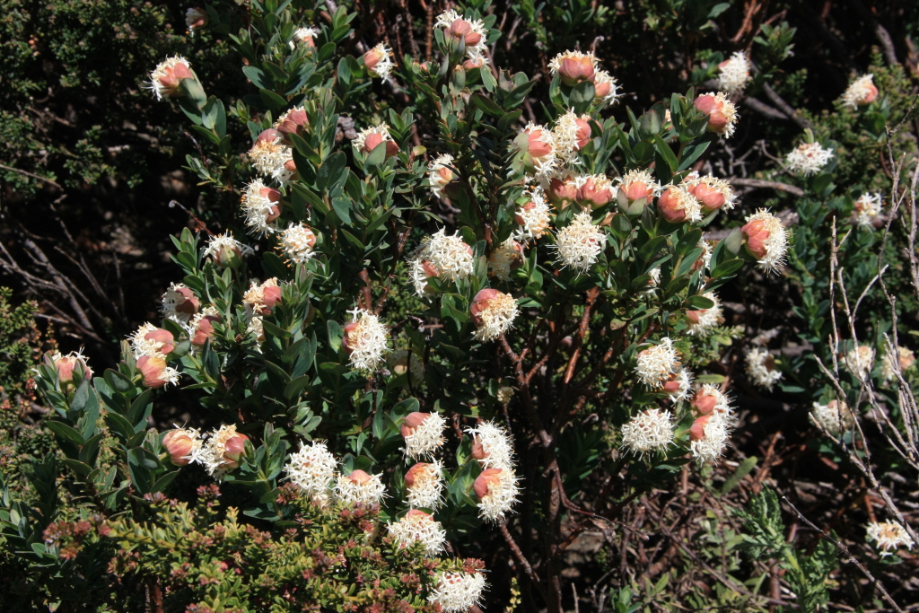 Pimelea ligustrina (hero image)