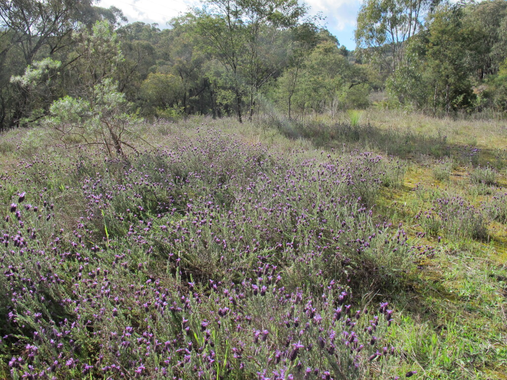 Lavandula stoechas (hero image)