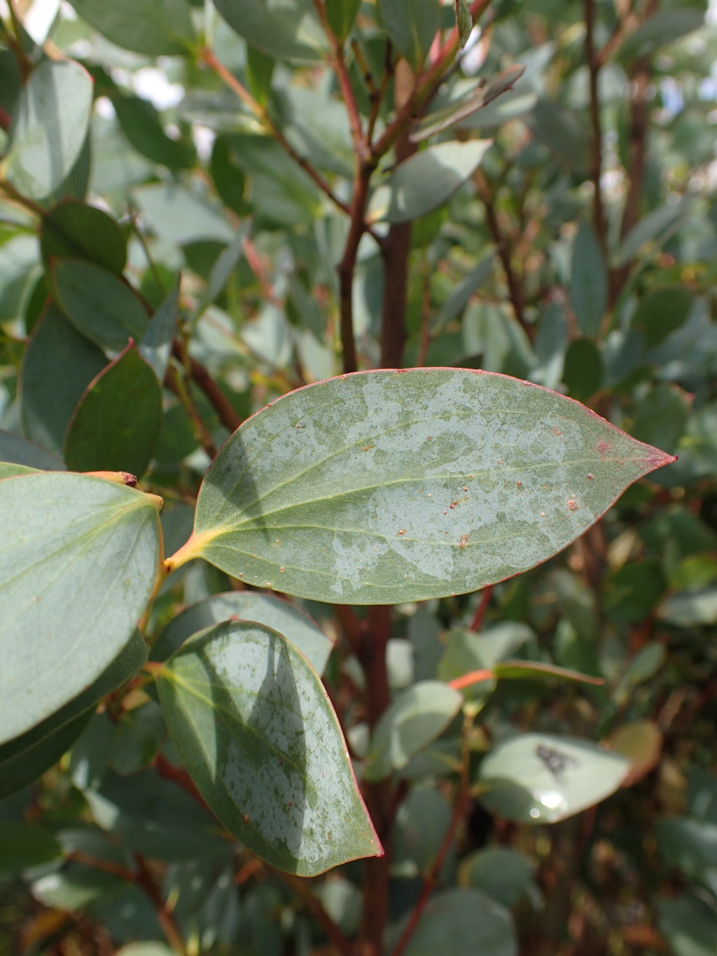 Eucalyptus forresterae (hero image)