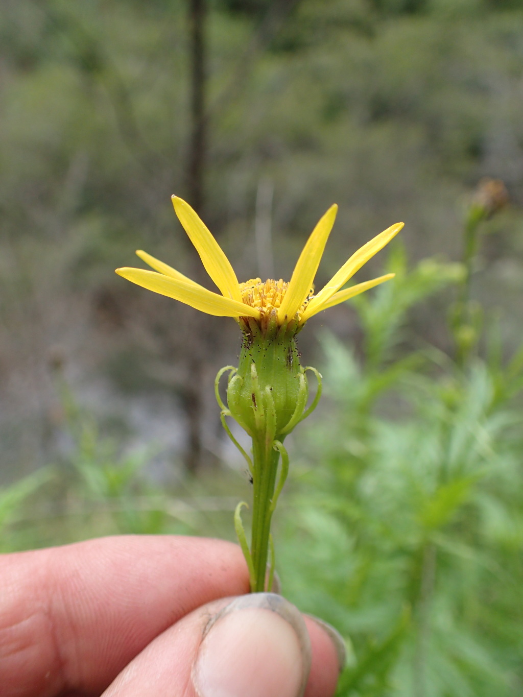 Senecio vagus (hero image)