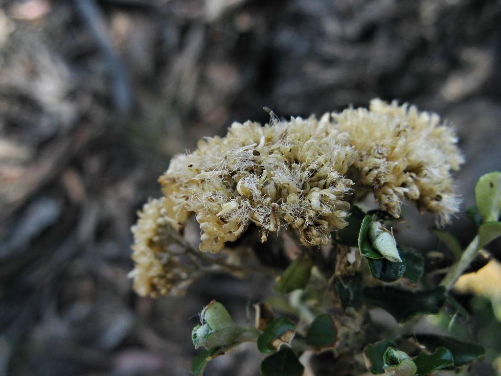 Ozothamnus (hero image)