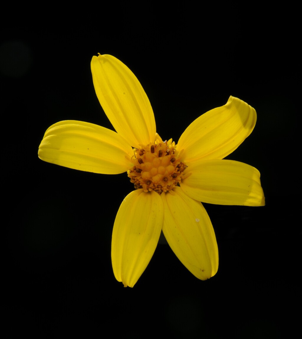 Chrysanthemoides (hero image)