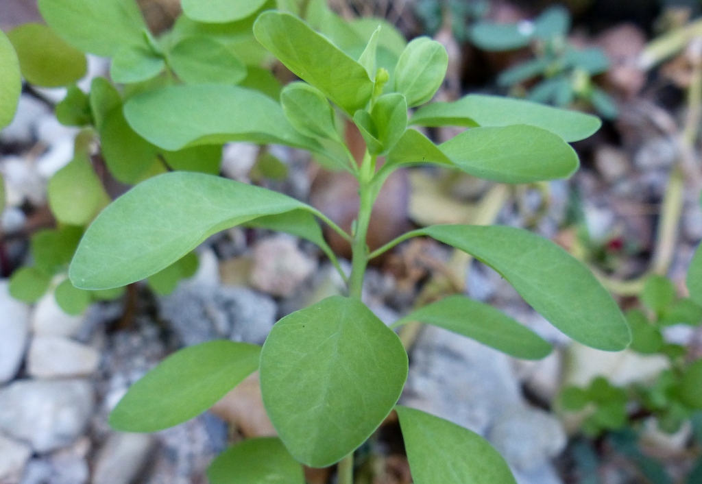 Euphorbia peplus (hero image)