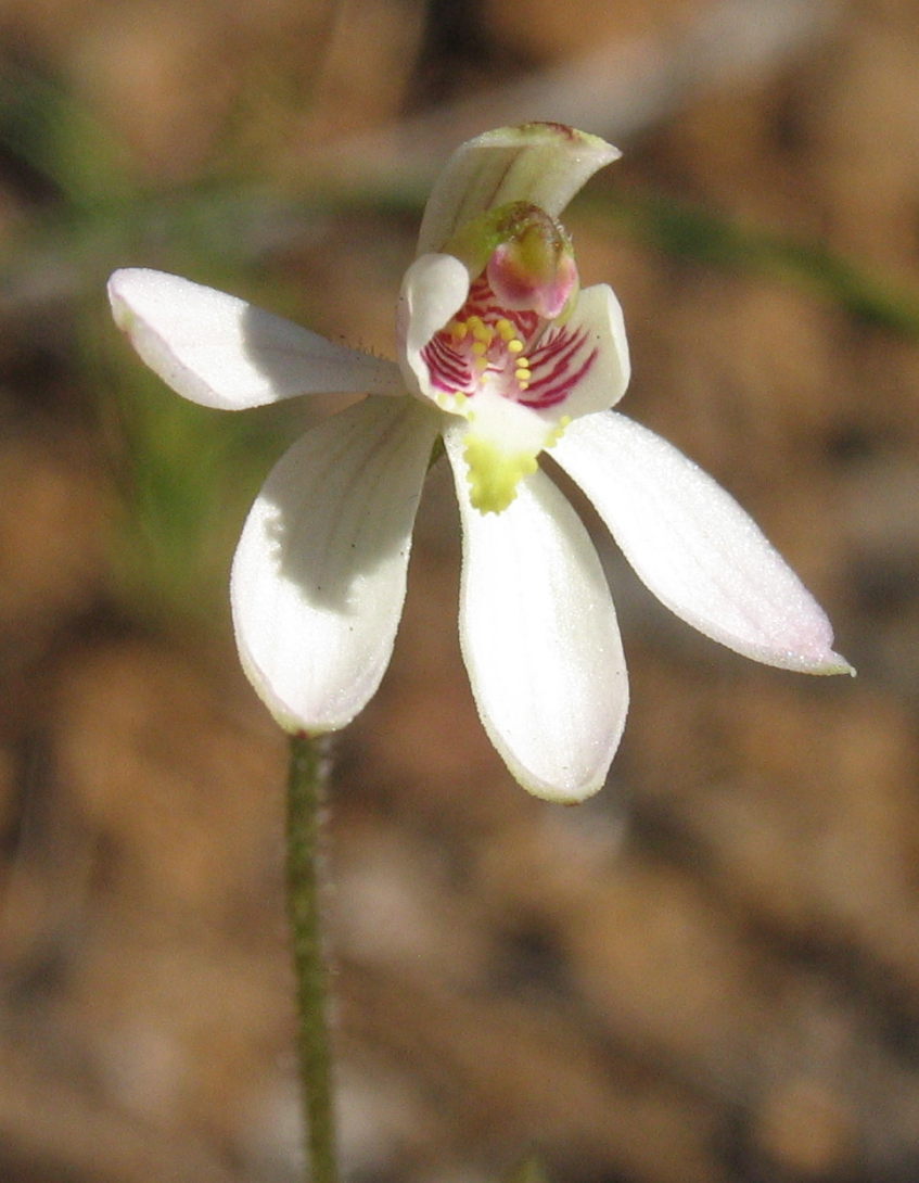 Caladenia pusilla (hero image)