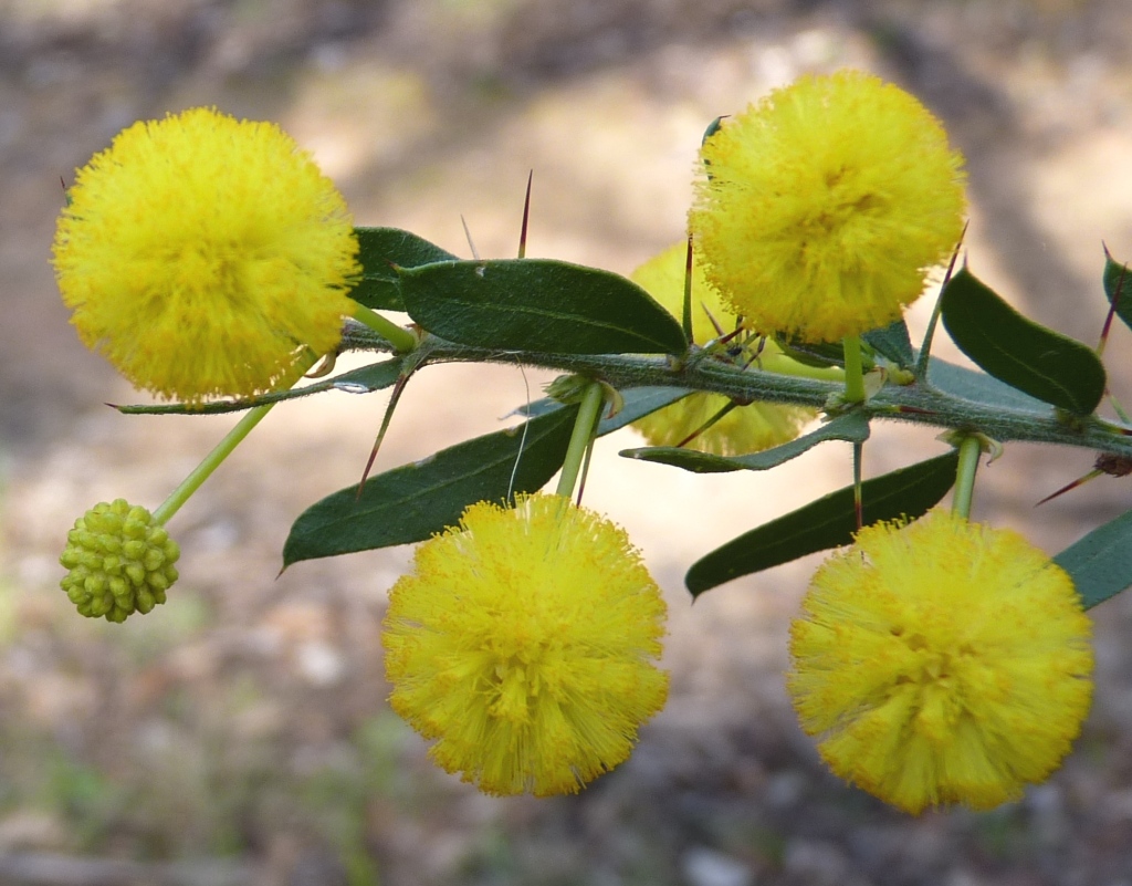 Acacia paradoxa (hero image)