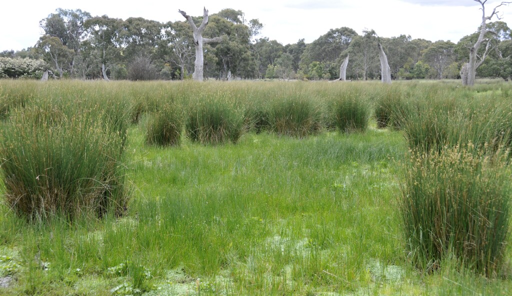 Juncus sarophorus (hero image)