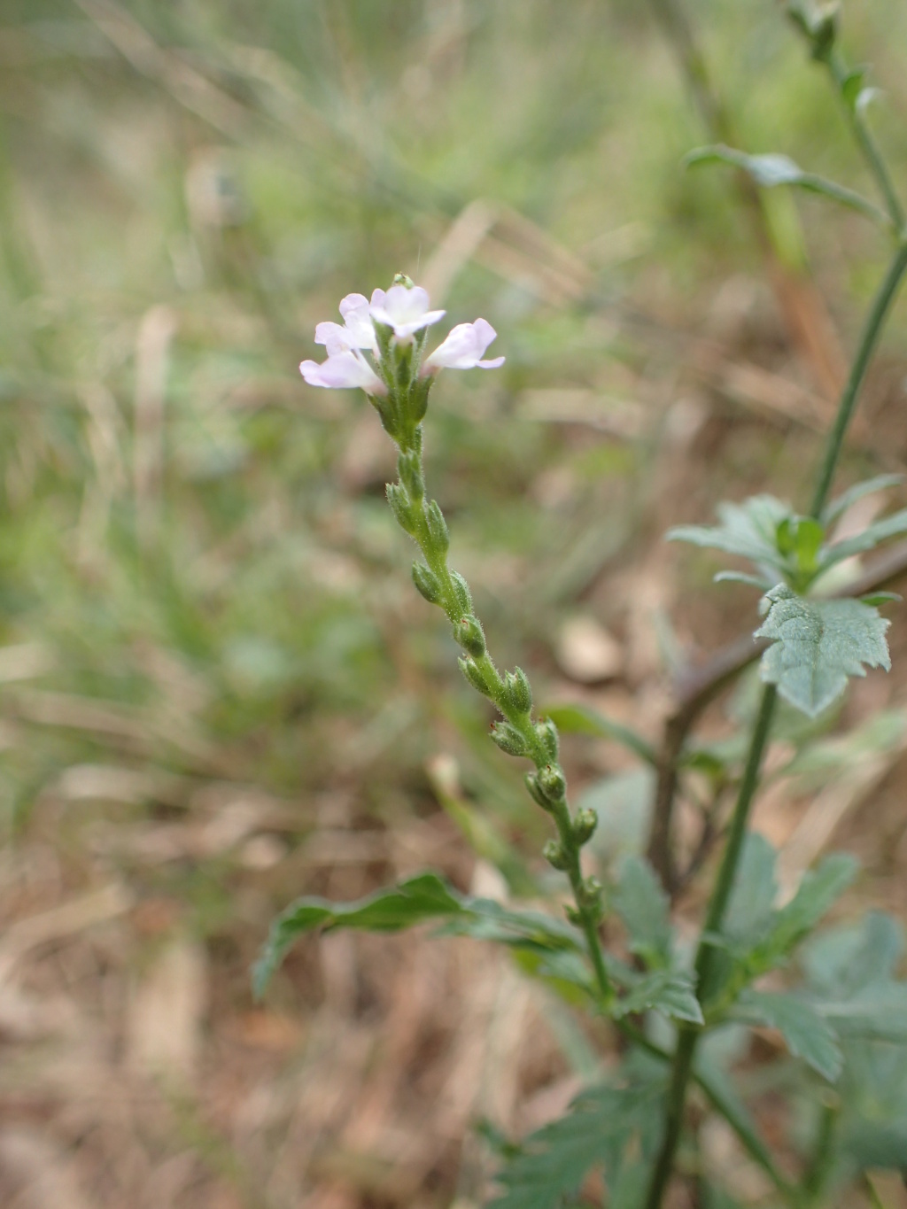 Verbena officinalis var. officinalis (hero image)