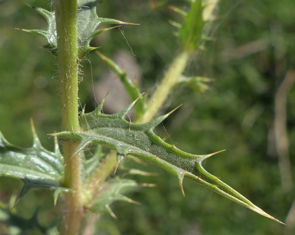 Carthamus lanatus (hero image)