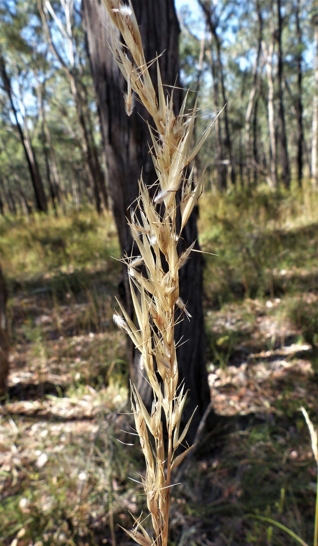 Rytidosperma (hero image)