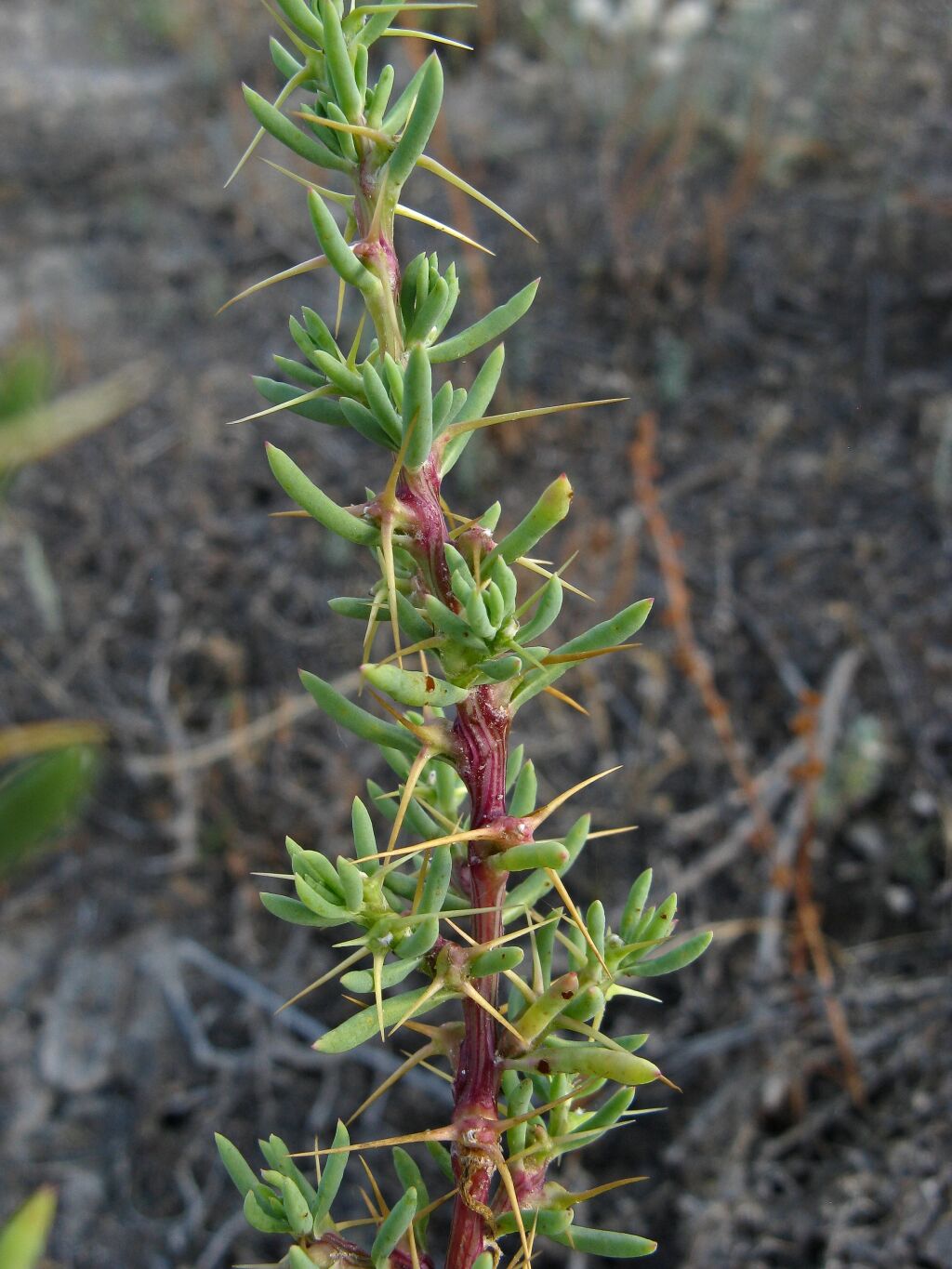 Sclerolaena tricuspis (hero image)