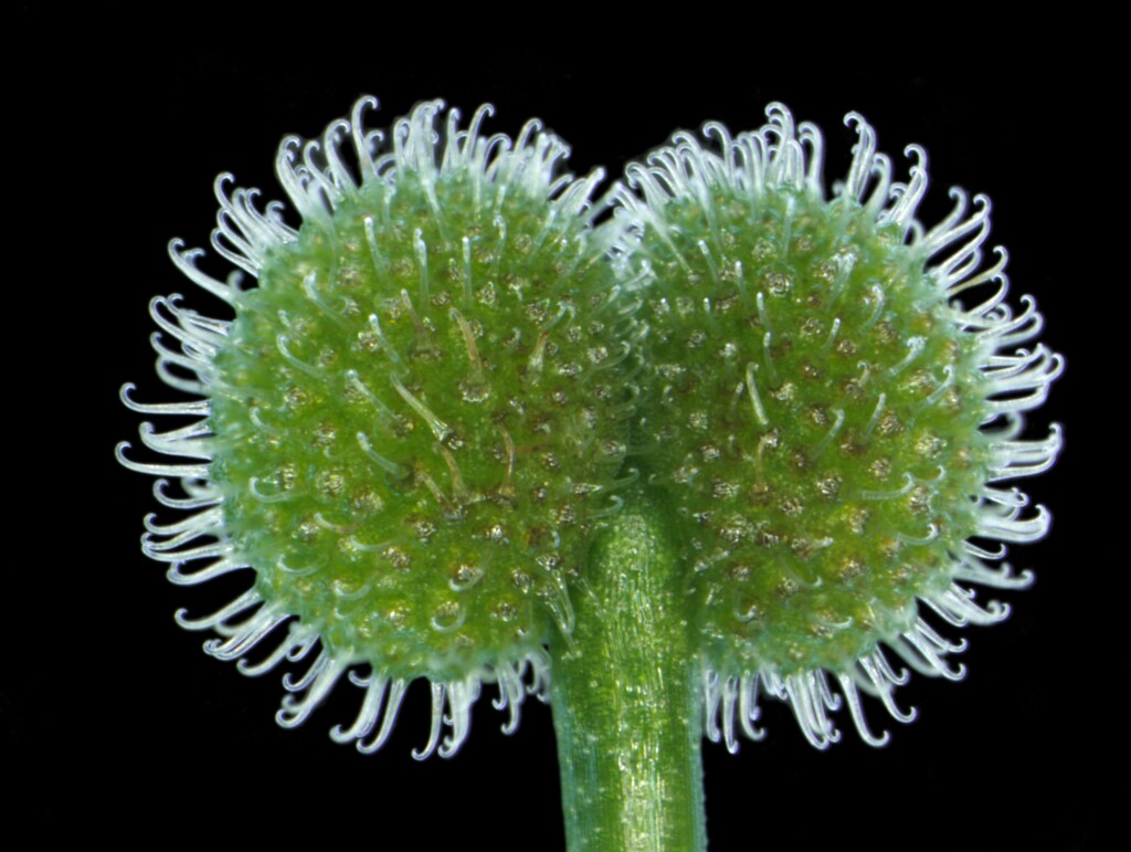 Galium aparine (hero image)