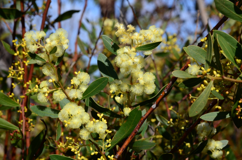 Acacia myrtifolia (hero image)