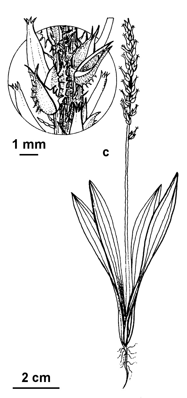 Plantago myosuros (hero image)