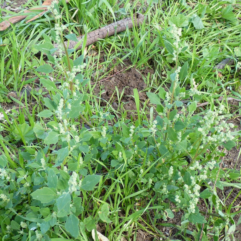 Chenopodium murale (hero image)