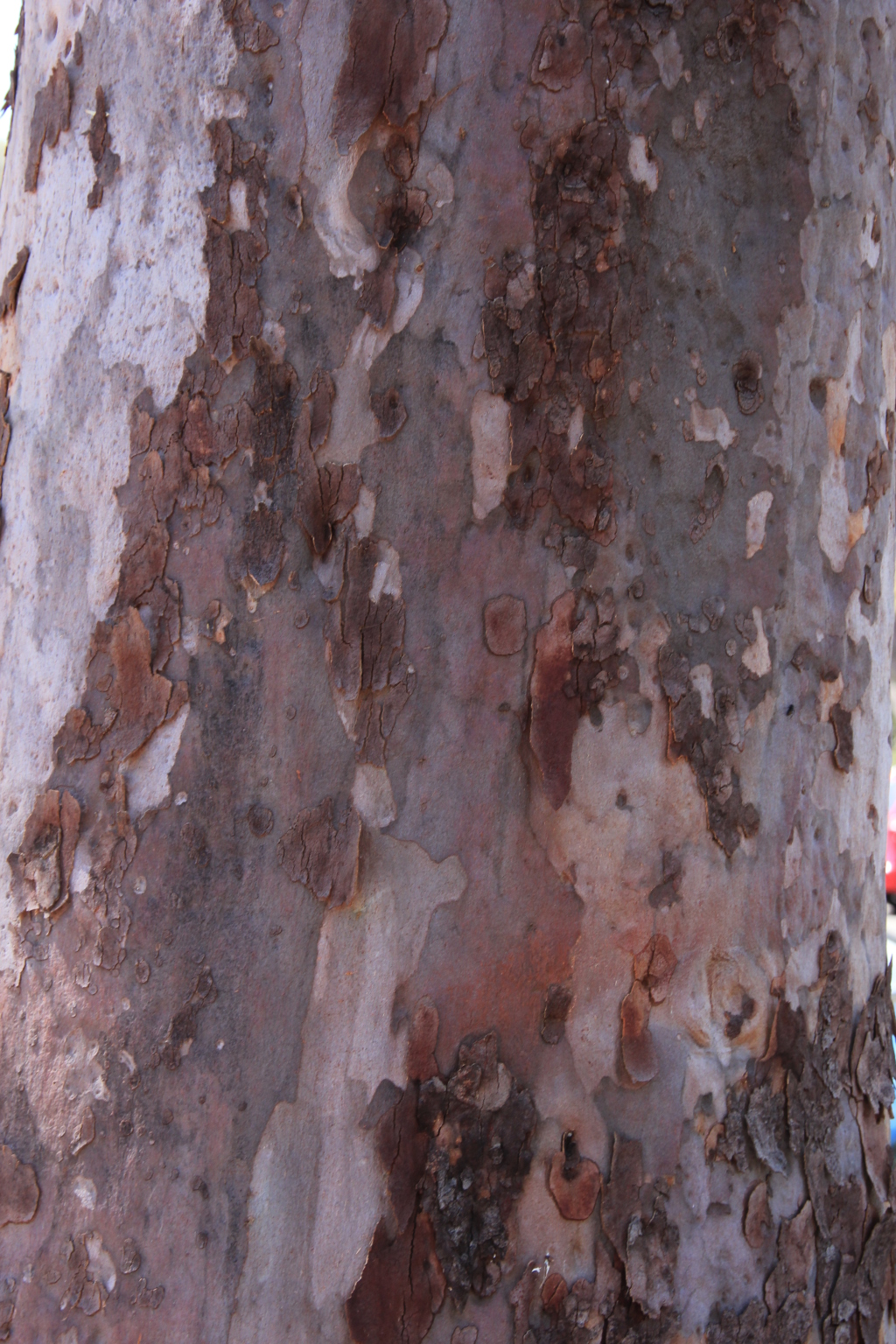 Angophora costata (hero image)