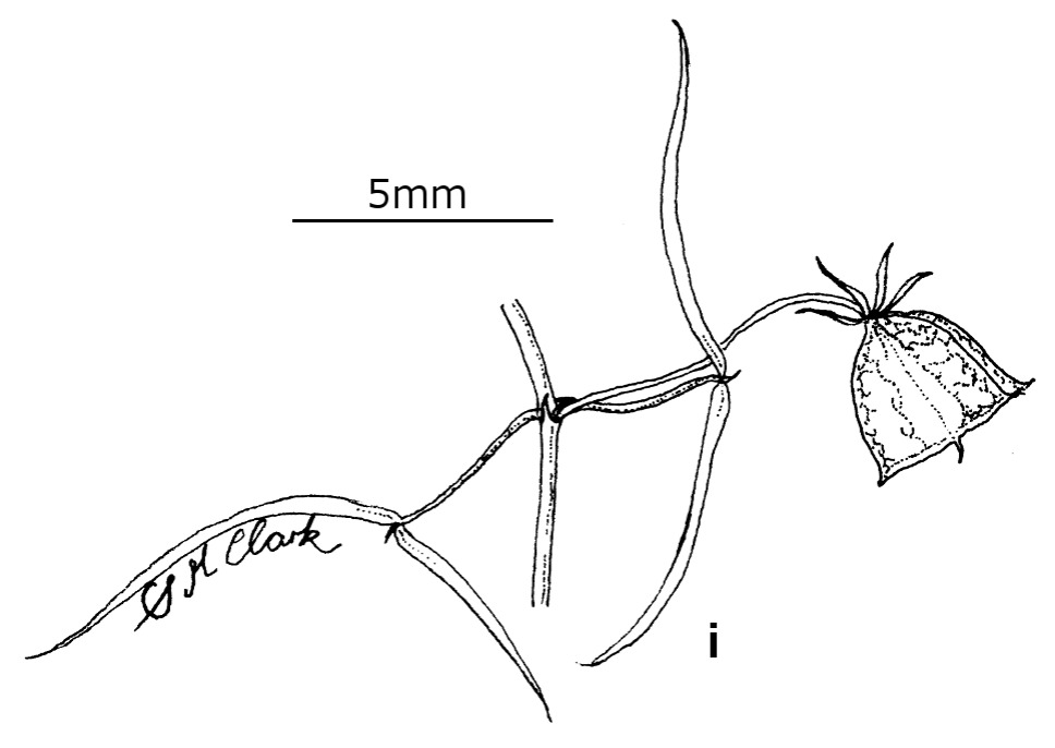 Roepera angustifolia (hero image)