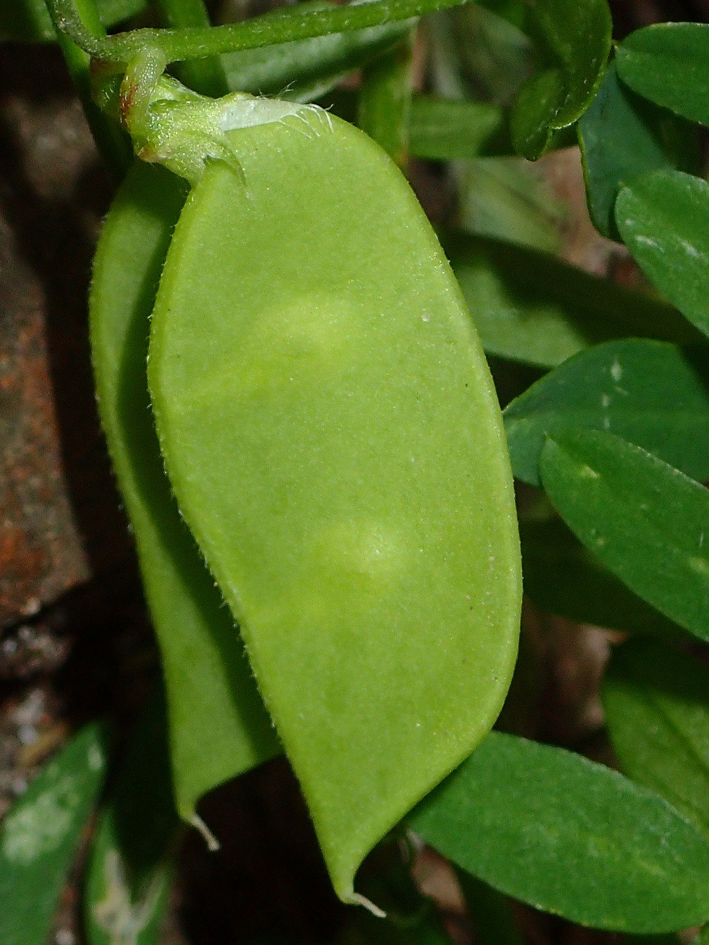 Vicia disperma (hero image)