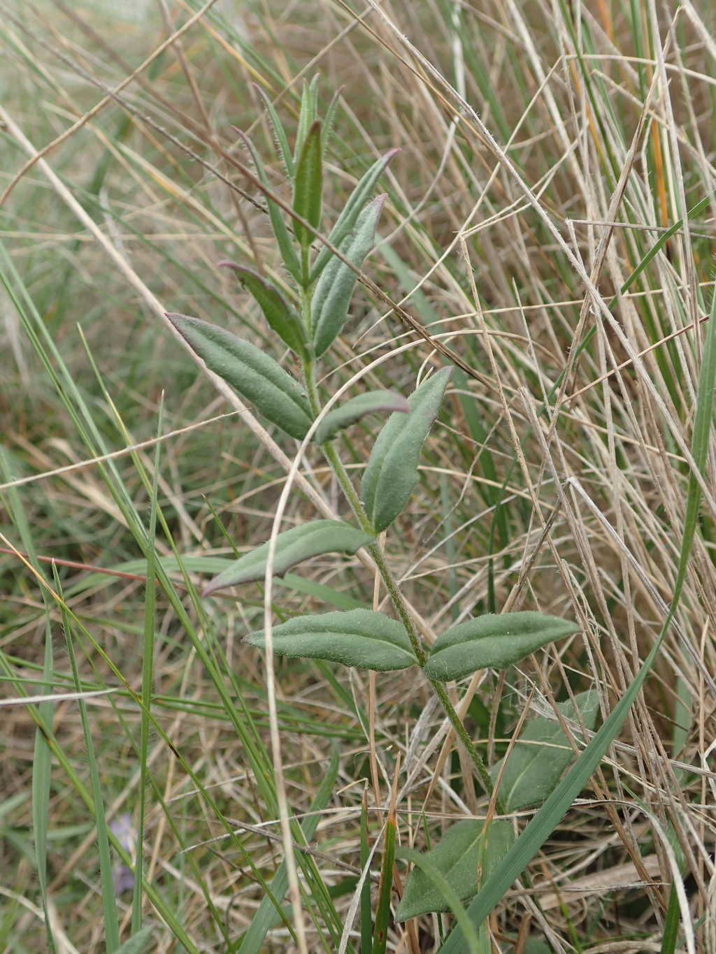 Veronica gracilis (hero image)