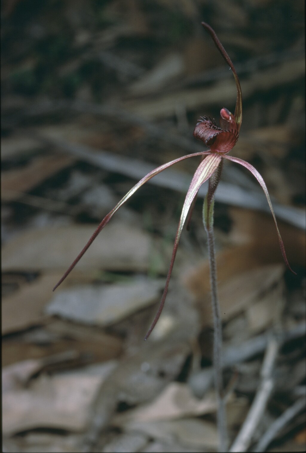 Caladenia oenochila (hero image)