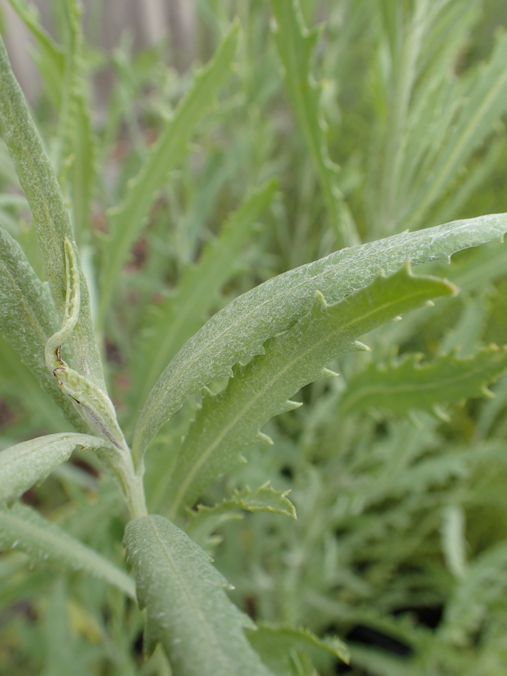 Senecio lanibracteus (hero image)